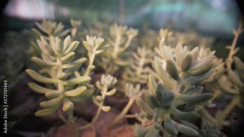 Motion Close Up Shot of Woolly Senecio Plants Motion Close Up Shot of Woolly Senecio Plants
