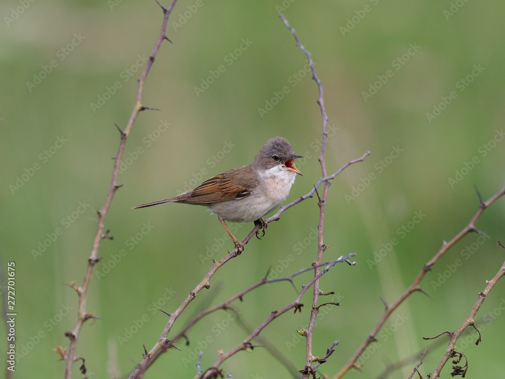Common whitethroat, Sylvia communis Common whitethroat, Sylvia communis
