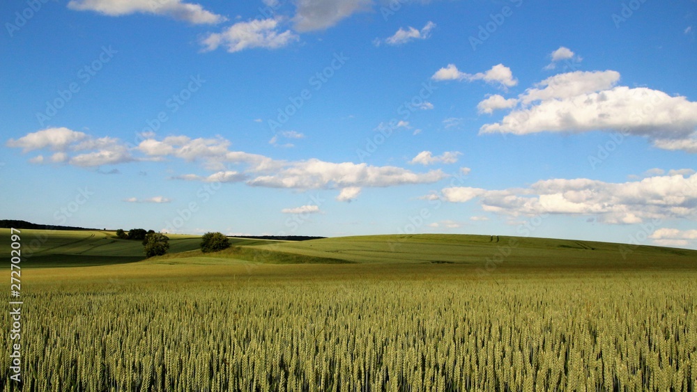 ein Weizenfeld mit blauem Himmel und weissen Wolken