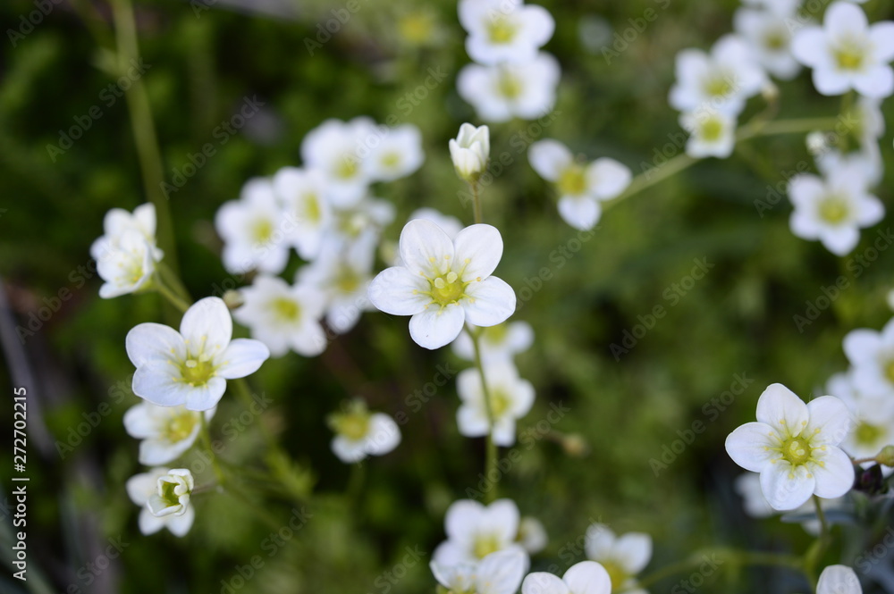 Closeup Saxifraga arendsii called also mossy saxifrage with blurred background in rocky garden Closeup Saxifraga arendsii called also mossy saxifrage with blurred background in rocky garden