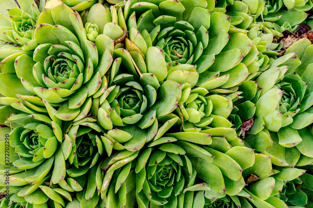 Molodilo or a stone rose in people is called hare cabbage. Succulent cactus. Green plant for natural background. Top view, close up
