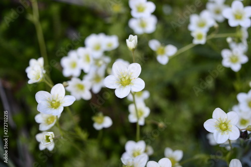 Closeup Saxifraga arendsii called also mossy saxifrage with blurred background in rocky garden