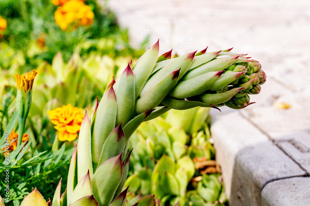 Obraz premium A flover of molodilo or a stone rose in people is called hare cabbage. Succulent cactus. A flower that looks like a penis