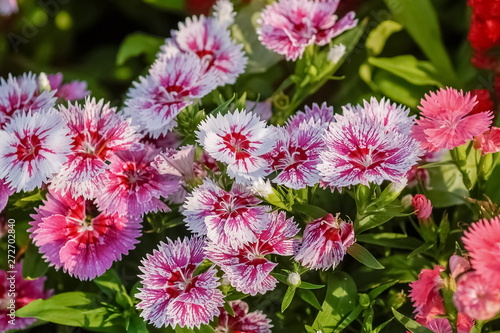 Soft focus Sweet William Flower  Dianthus barbatus  blossom blooming with nature background.