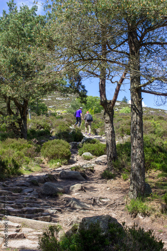 Scottish woods in Bennachie, Aberdeenshire