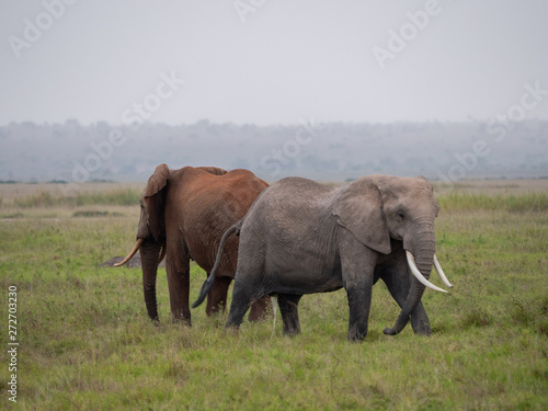 Elephant family roaming in Amboseli National Park, Kenya 