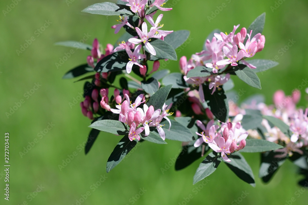 Fototapeta premium Tartarian honeysuckle the branch blossoming in pink colors against the background of a green lawn. Lonicera tatarica. Caprifolium Family