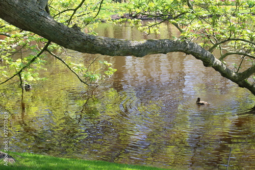 tree in water