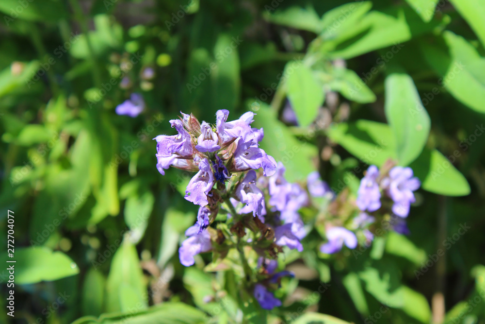 Salvia officinalis commonly Common sage, in blossom with blue, purple and violet little flowers, macro photography from my organic garden Salvia officinalis commonly Common sage, in blossom with blue, purple and violet little flowers, macro photography from my organic garden