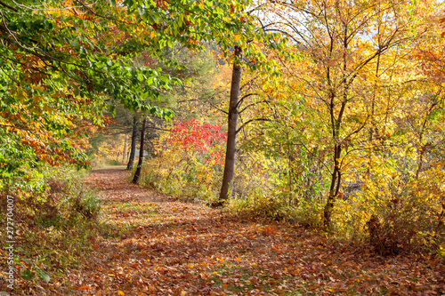 Autumn on the Trail