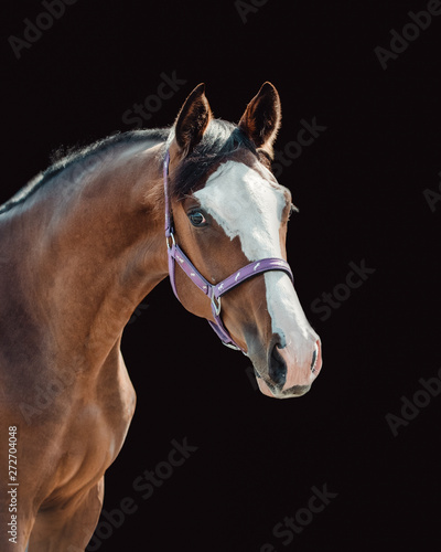 Bay warmblood foal with purple halter and black background