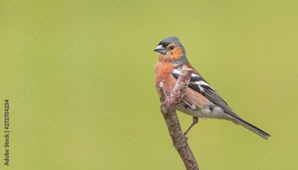 Fototapeta premium Chaffinch 