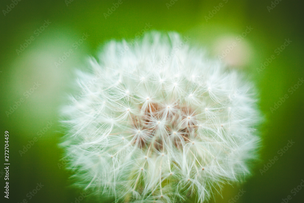 Fototapeta premium dandelion on green background