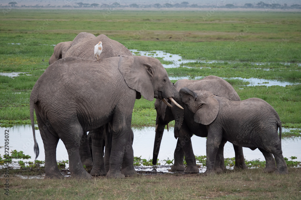 Elephant family roaming in Amboseli National Park, Kenya Elephant family roaming in Amboseli National Park, Kenya
