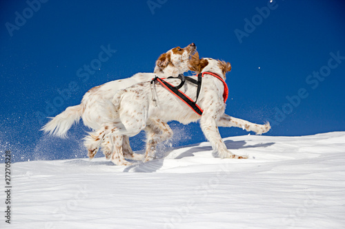 Playtime in the snow photo