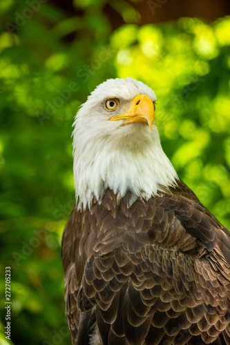 Bald eagle bird. Wildlife. USA