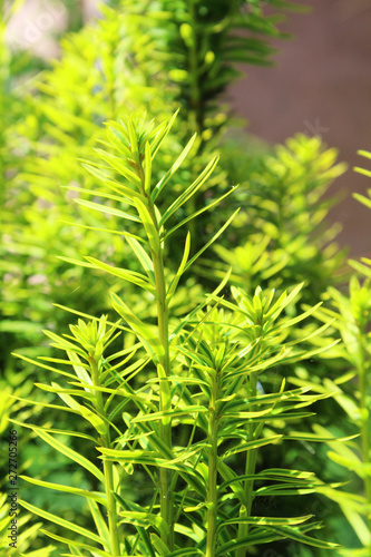 Taxus baccata common English Yew or European Yew  branches  macro photography