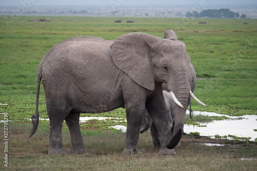 Elephant family roaming in Amboseli National Park  Kenya 