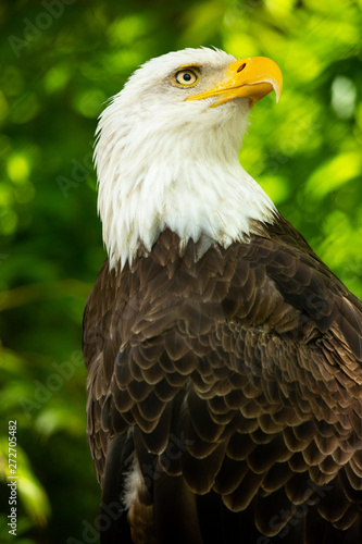 Bald eagle bird. Wildlife. USA © miami2you
