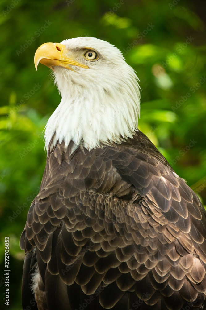 Bald eagle bird. Wildlife. USA Bald eagle bird. Wildlife. USA