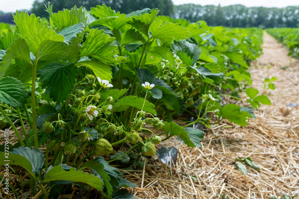 Fototapeta premium Strawberry fields, strawberry plants in rows growing on farm on open air