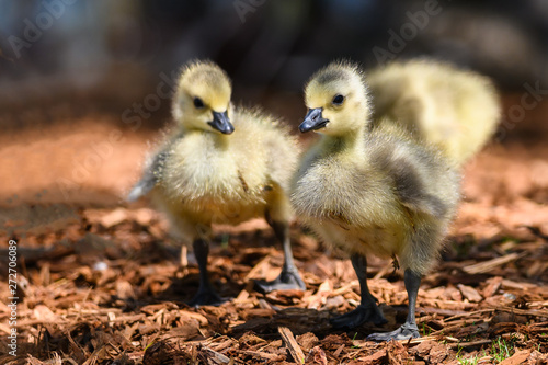 Newborn Goslings Exploring the Fascinating New World © rck