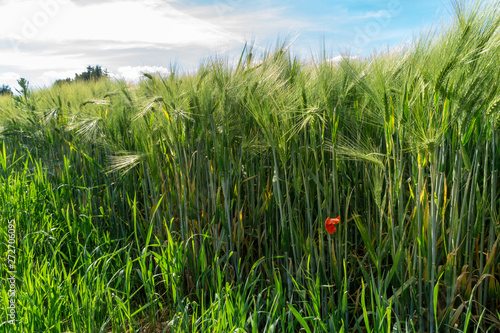 green wheat field with immature grain and blue sky