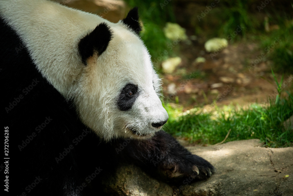 Fototapeta premium Panda front face bear. Wildlife. China. 