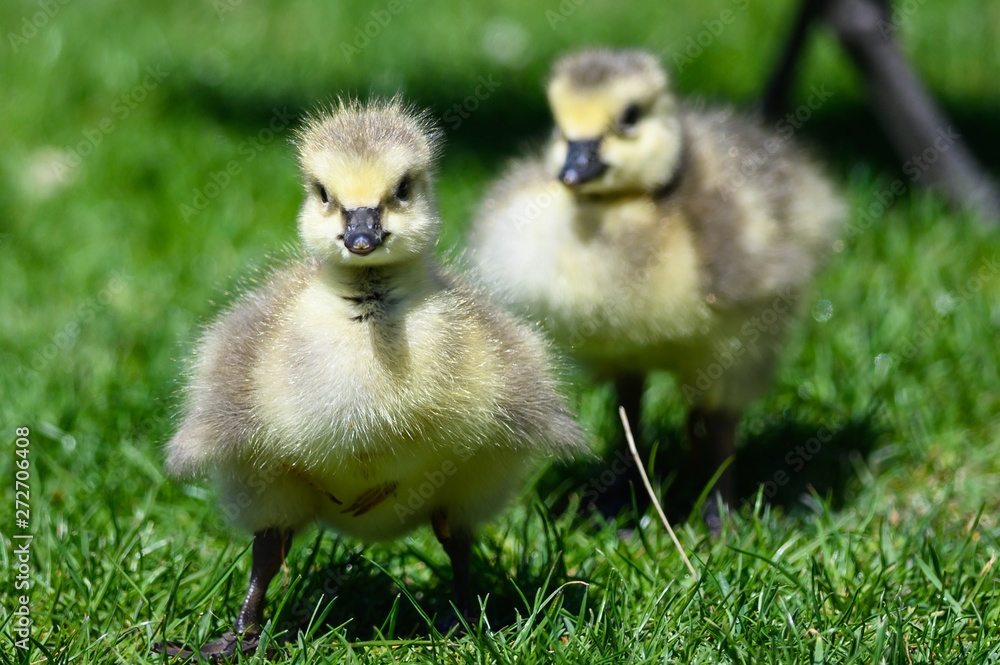 Newborn Goslings Exploring the Fascinating New World Newborn Goslings Exploring the Fascinating New World