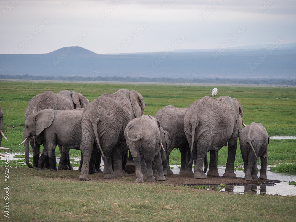 Elephant family roaming in Amboseli National Park, Kenya Elephant family roaming in Amboseli National Park, Kenya