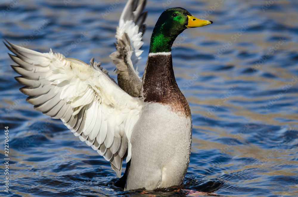 Fototapeta premium Mallard Duck Stretching Its Wings While Resting on the Water