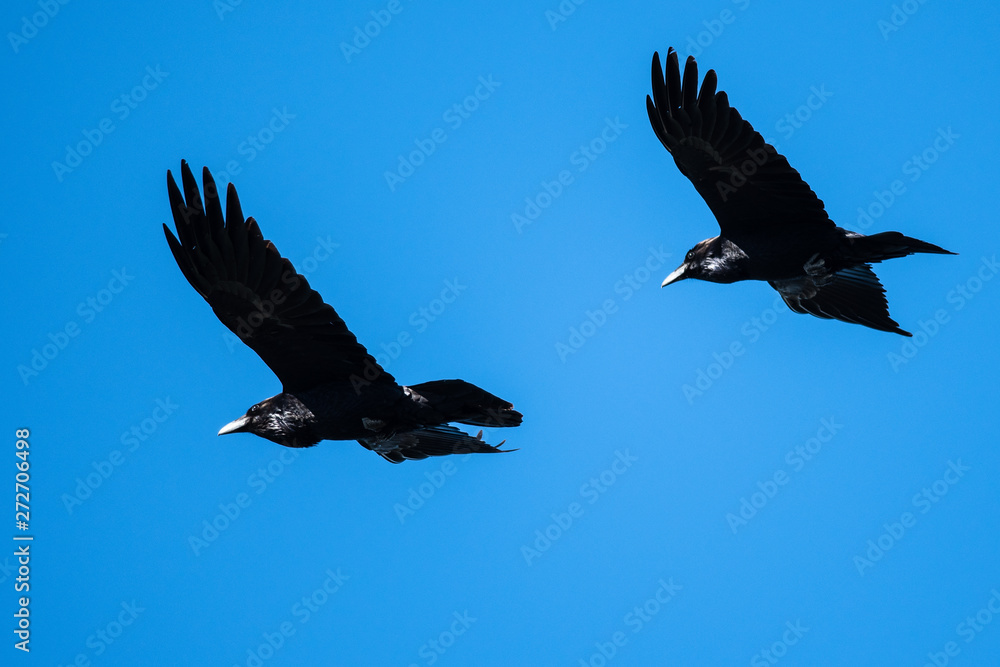 Obraz premium Two Common Ravens Flying in a Blue Sky