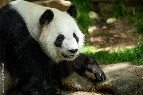 Panda front face bear. Wildlife. China. 