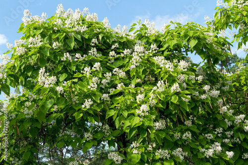 Catalpa speciosa white flowers and foliage.
