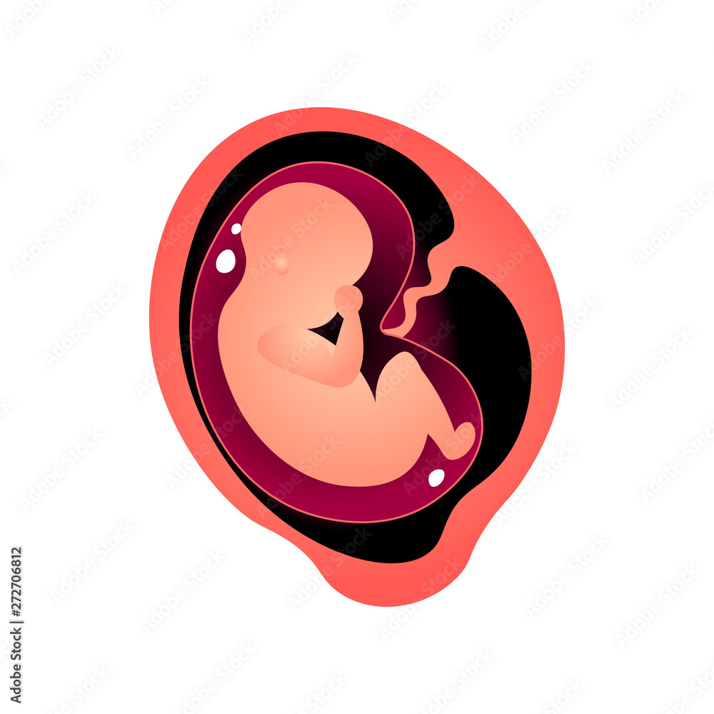 Formation of baby in mother tummy, woman pregnancy period Formation of baby in mother tummy, woman pregnancy period