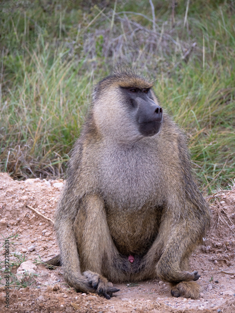 Male Baboon in Amboseli National Park, Kenya Male Baboon in Amboseli National Park, Kenya
