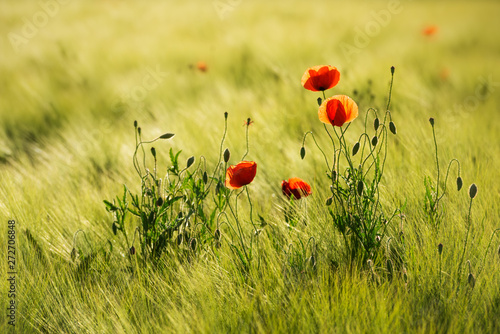 Field of Barley with red Poppies, selective focus