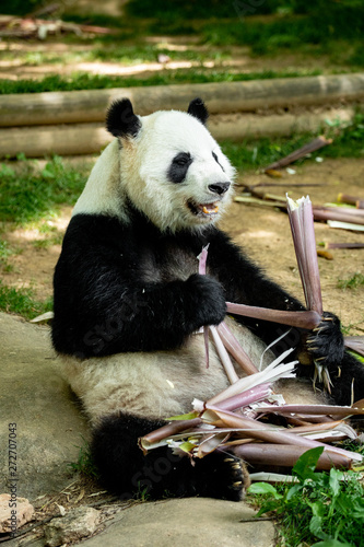 Panda bear eating bamboo. Wildlife.  
