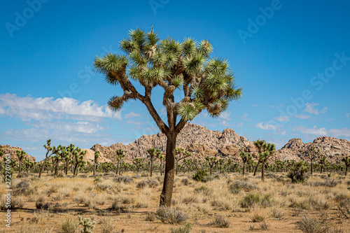 A Joshua Tree in Joshua Tree National Park  with a rocky landscape behind