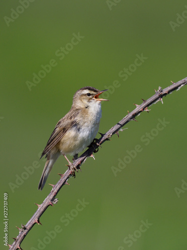 Sedge warbler, Acrocephalus schoenobaenus