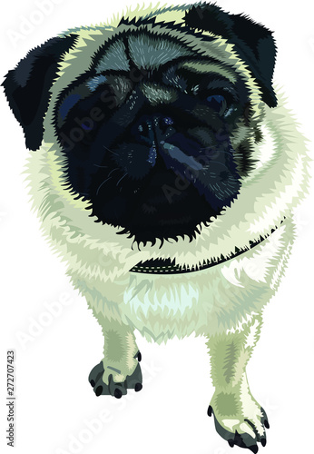 Realistic Pug Dog