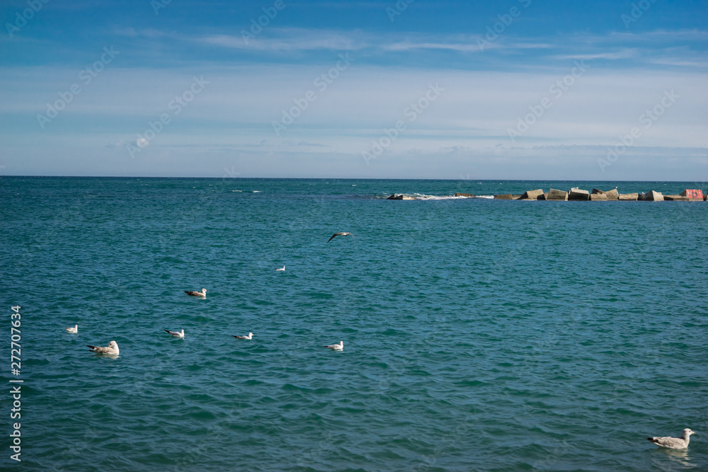seagulls at sea