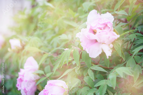 Beautiful flower pi-meson in a park photo