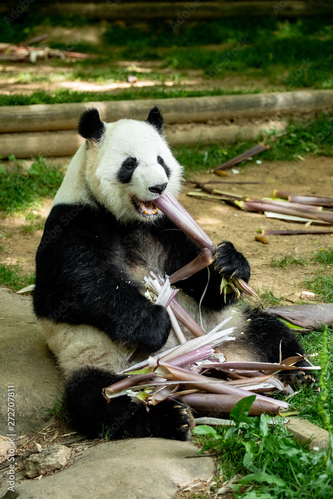 Obraz premium Panda bear eating bamboo. Wildlife. 