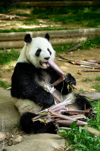 Panda bear eating bamboo. Wildlife.  