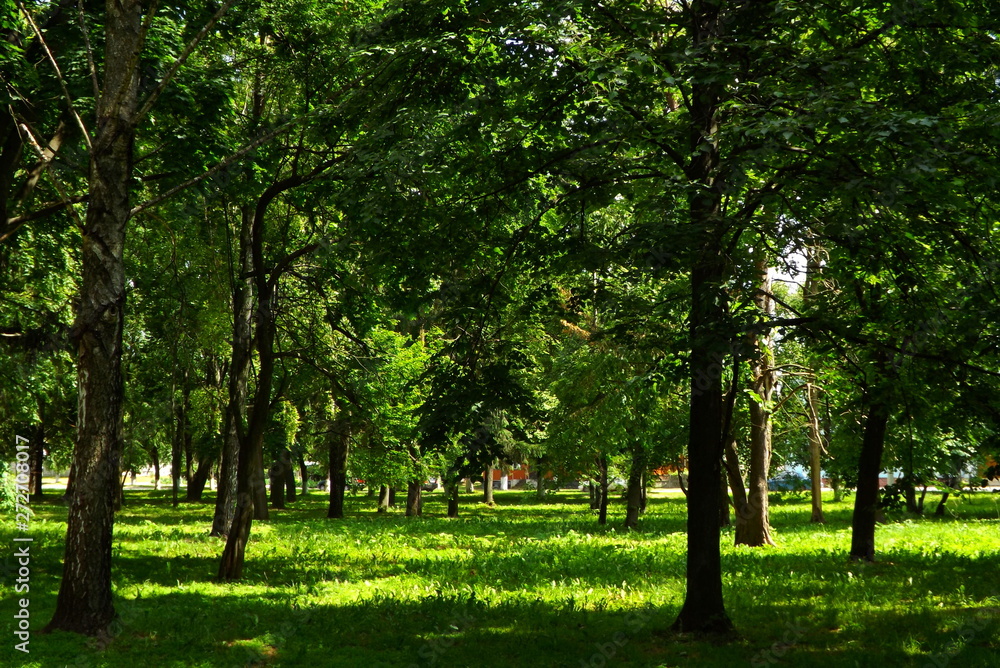 Naklejka premium trees in the park