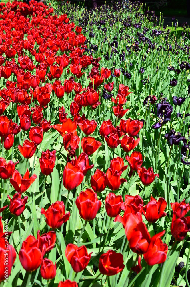 flowers in the garden flowers in the garden