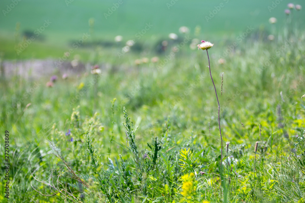 Wild flowers in summer sunny day. Green background. Copy space.