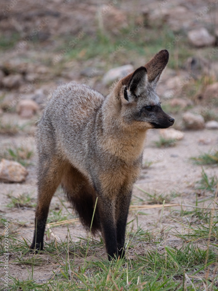 Fototapeta premium Bat-eared fox in Amboseli National Park, Kenya 