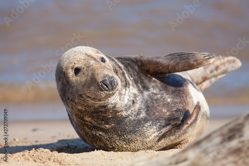 Adult grey (gray) seal from the Horsey colony UK